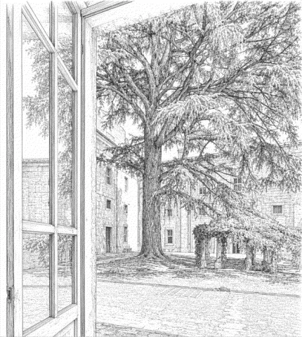 Disegno del Cedro dell'Atlante nel chiosco del Rettorato dell'Università