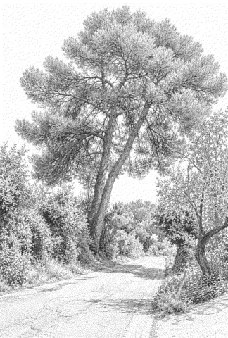 Disegno del Pino di Aleppo in via san girolamo