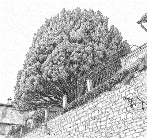 Disegno del tasso a Pporta Santa Chiara ad Assisi