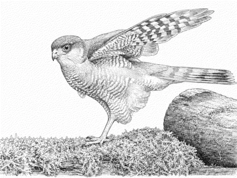 Disegno che riproduce un esemplare di sparviero