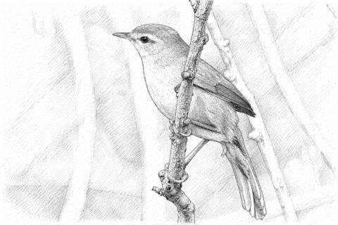 Disegno che riproduce un usignolo di fiume