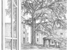 Disegno del Cedro dell'Atlante nel chiosco del Rettorato dell'Università