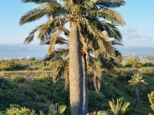 l'immagine riproduce un esemplare di Jubaea chilensis Johow ubicata a Valparaiso in Cile