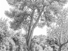Disegno del Pino di Aleppo in via san girolamo