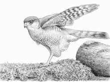 Disegno che riproduce un esemplare di sparviero