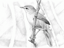 Disegno che riproduce un usignolo di fiume