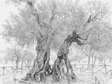 Disegno dell'Olivo millenario di Sant’Emiliano, Bovara di Trevi 