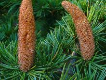 Cedrus libani, Cedro del Libano